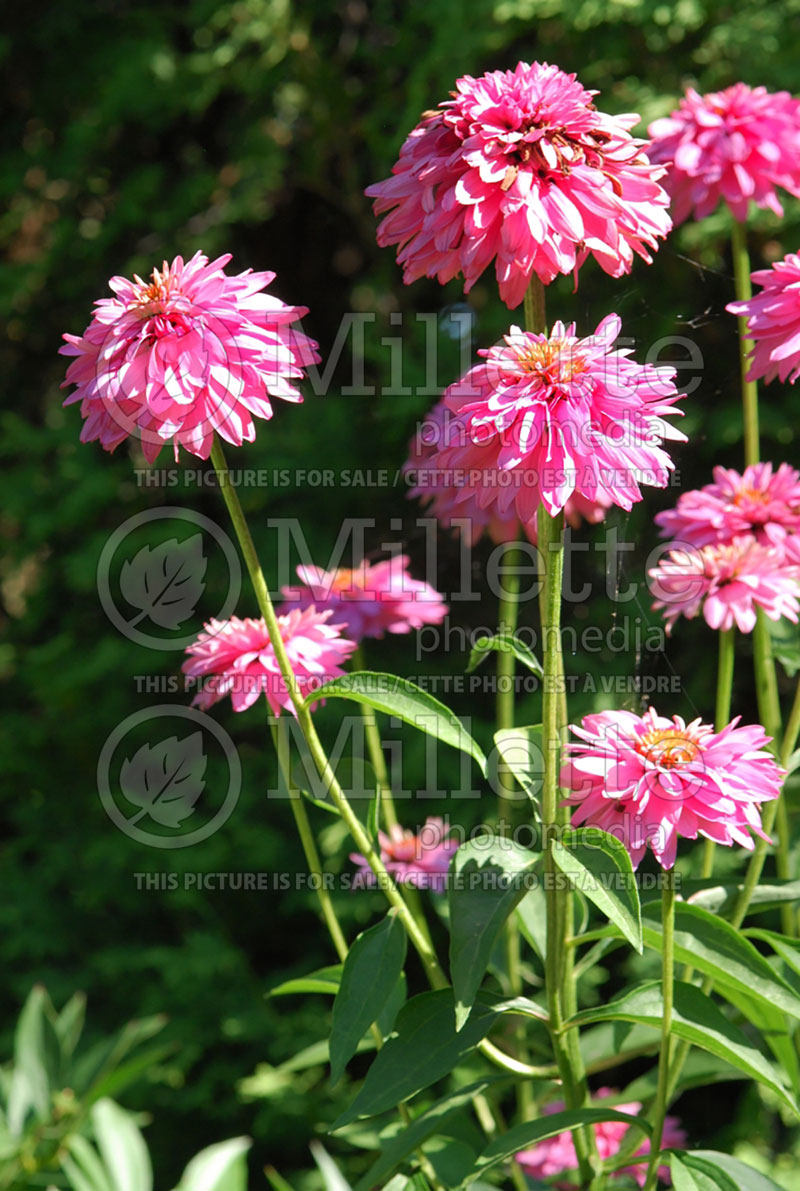 Echinacea Pink Poodle (Coneflower)  2