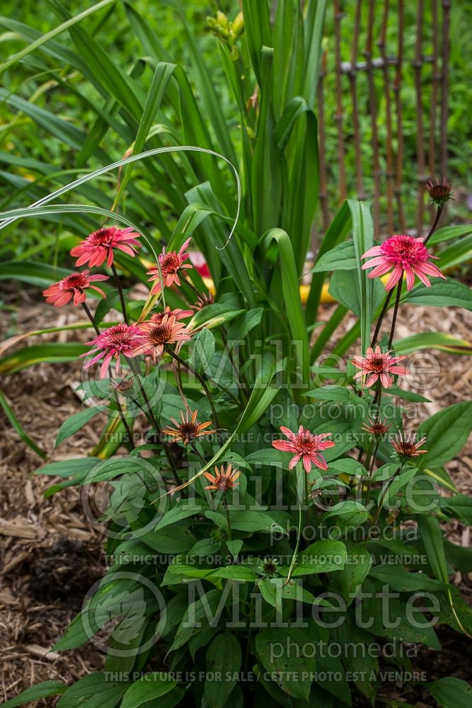 Echinacea Raspberry Truffle (Coneflower) 2