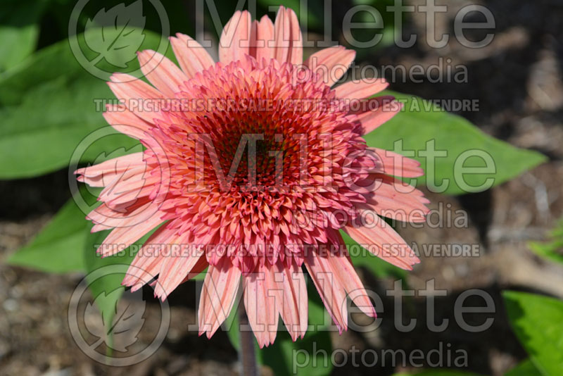 Echinacea Raspberry Truffle (Coneflower) 1