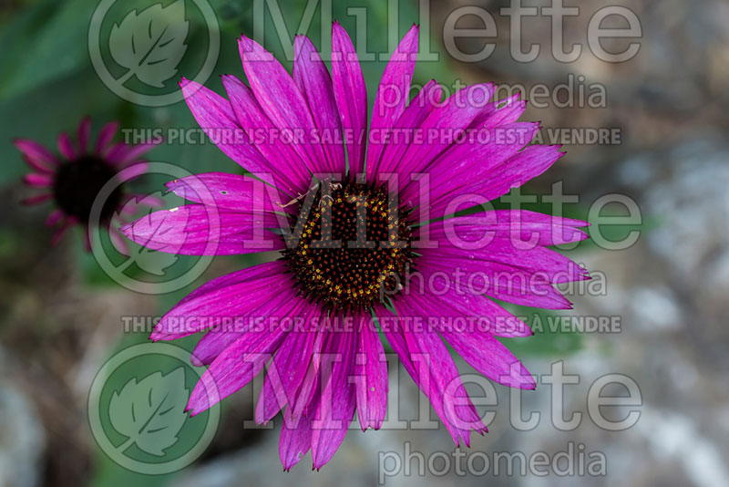 Echinacea Ruby Giant (Coneflower) 2 