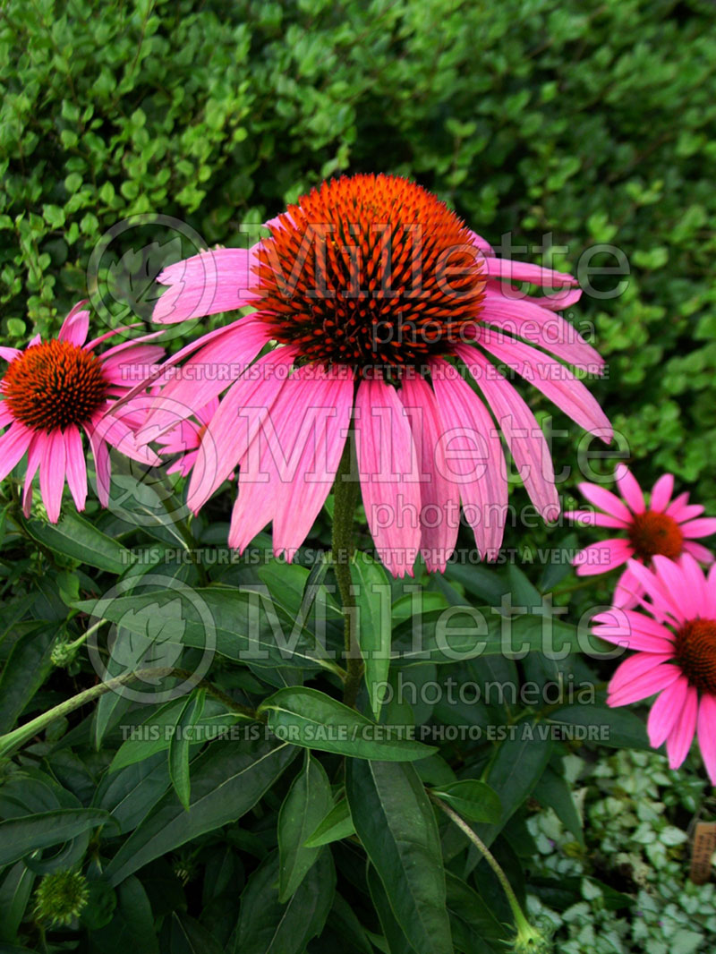 Echinacea Ruby Star (Coneflower)  2