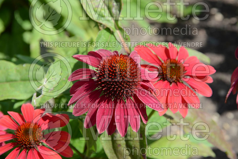 Echinacea Sombrero Baja Burgundy (Coneflower) 2 