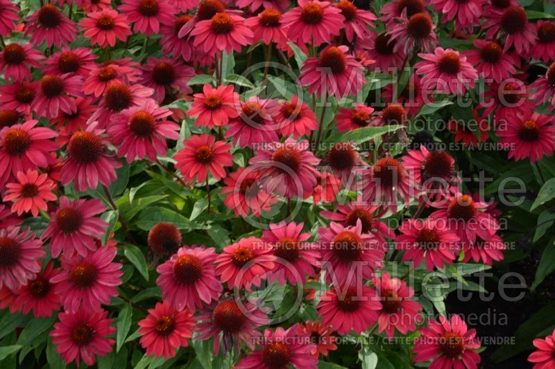 Echinacea Sombrero Baja Burgundy (Coneflower) 3 