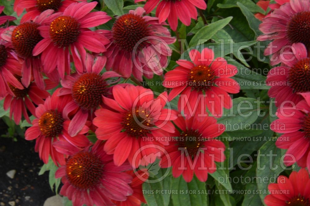 Echinacea Sombrero Baja Burgundy (Coneflower) 4 