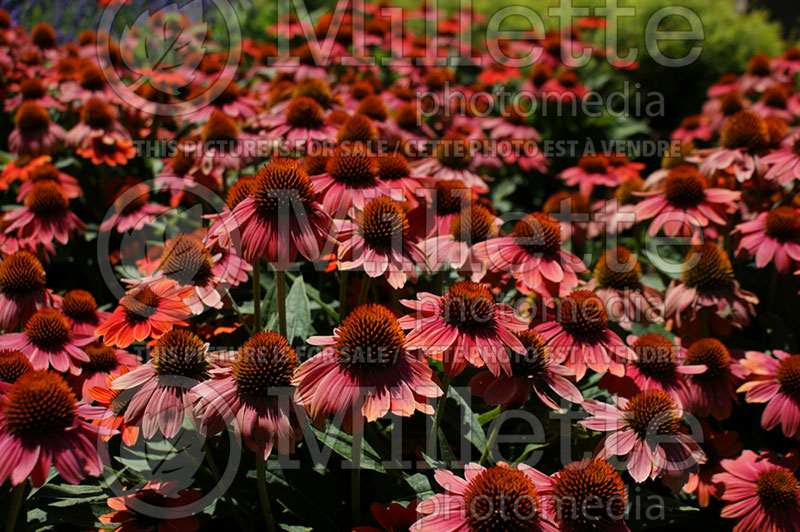 Echinacea Sombrero Hot Coral aka Poco (Coneflower) 4 