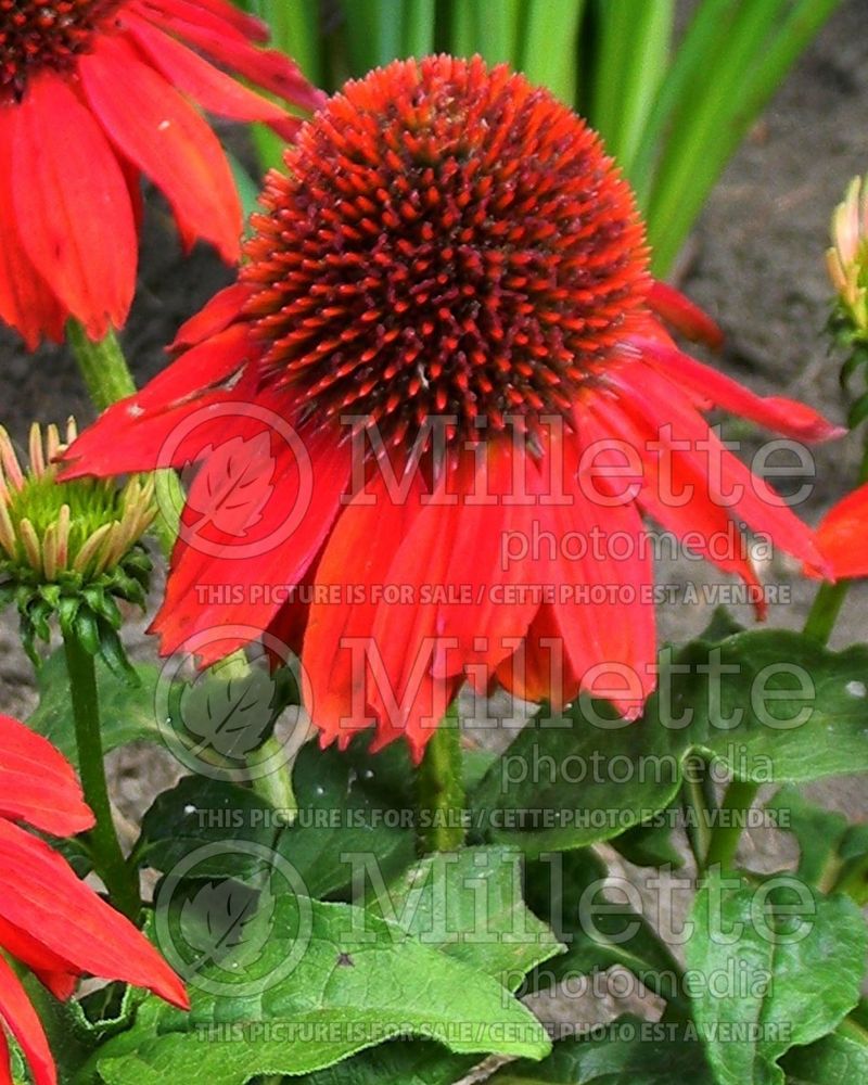 Echinacea Sombrero Salsa Red (Coneflower) 11 