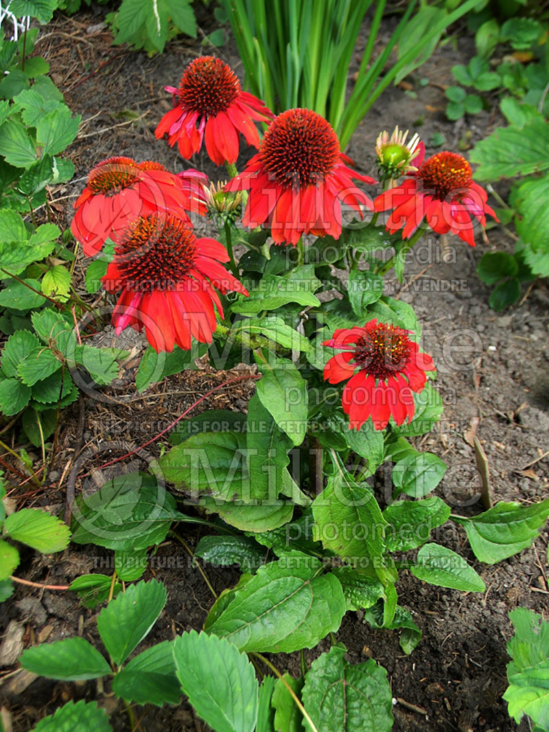 Echinacea Sombrero Salsa Red (Coneflower) 12 