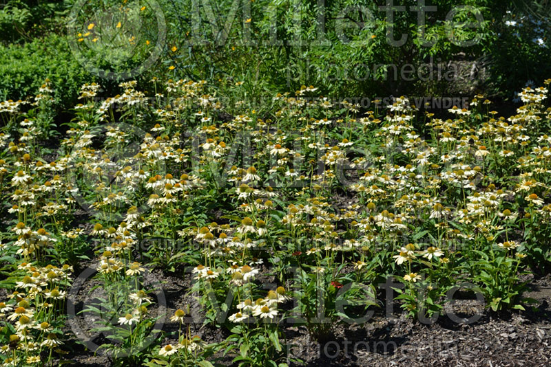 Echinacea Sombrero Sandy Yellow or Balsomselo (Coneflower) 1 