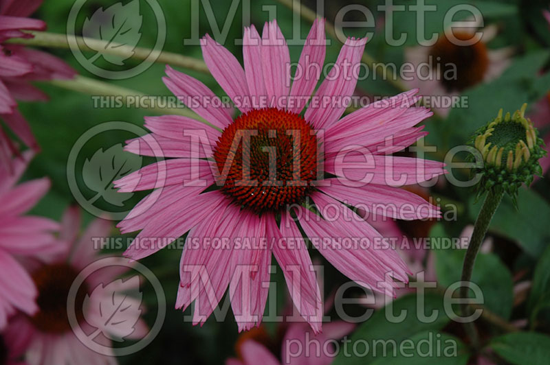 Echinacea The King (Coneflower) 1 