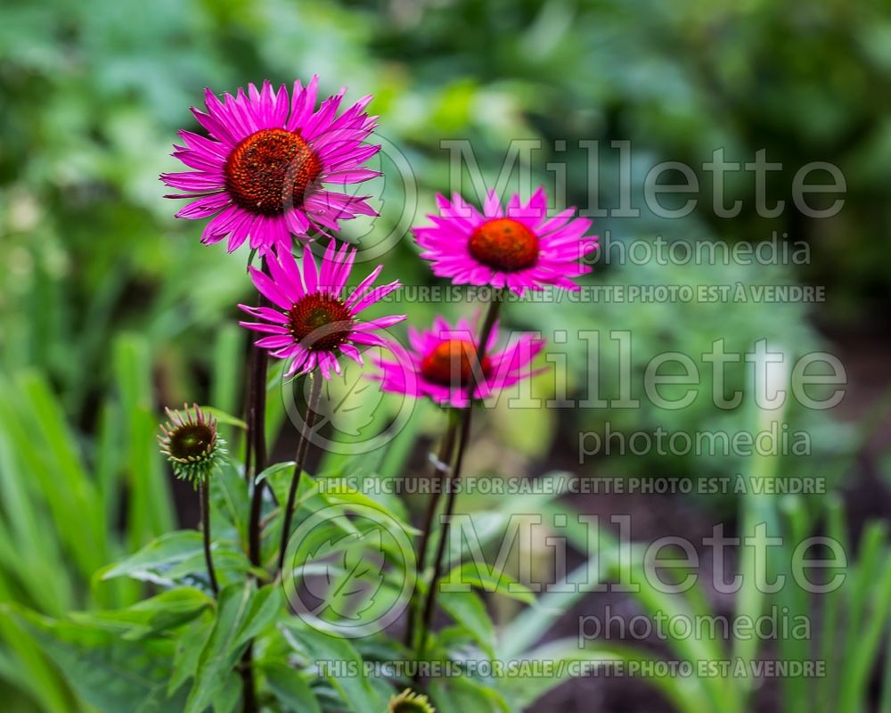 Echinacea Vintage Wine (Coneflower) 1