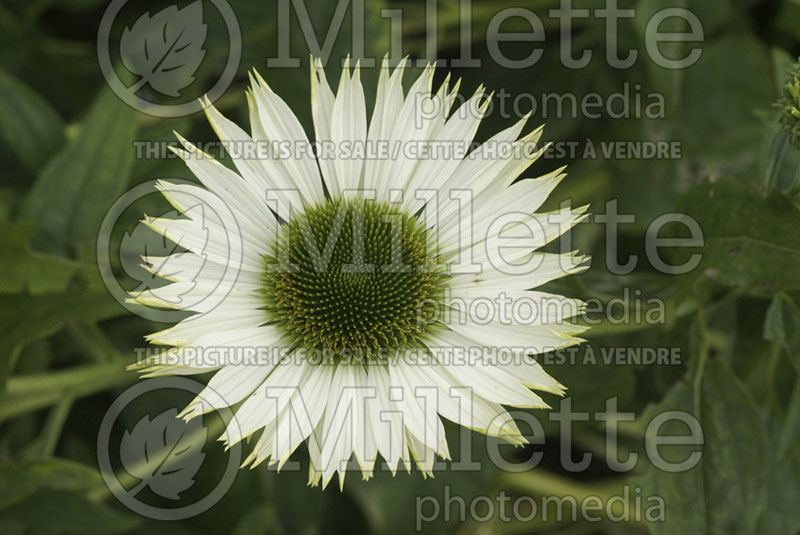 Echinacea Virgin (Coneflower) 4 