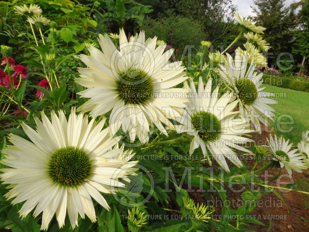 Echinacea Virgin (Coneflower) 5 