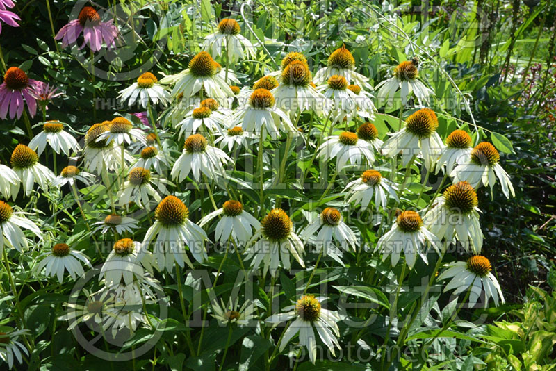 Echinacea White Swan (Coneflower) 3 