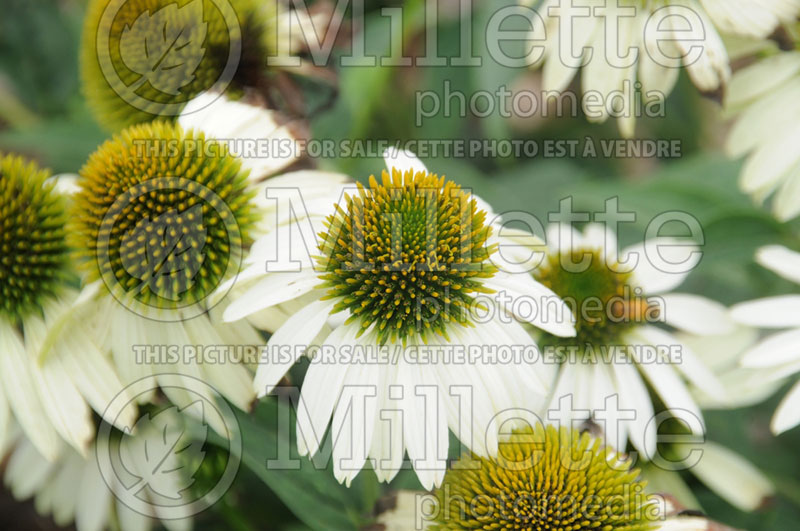 Echinacea White Swan (Coneflower) 2