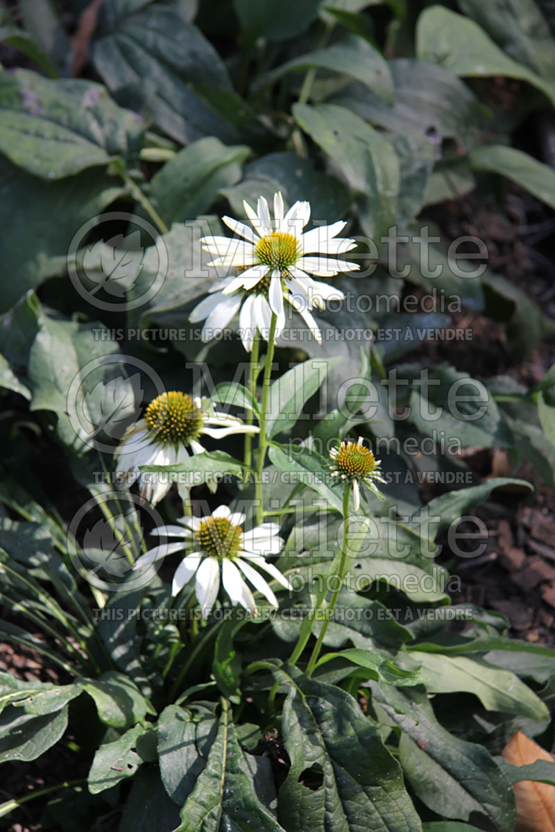 Echinacea White Swan (Coneflower) 4 