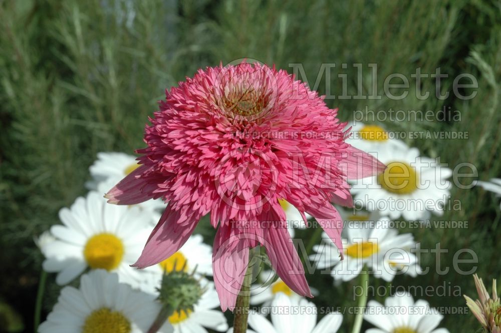 Echinacea Razzmatazz (Coneflower) 1