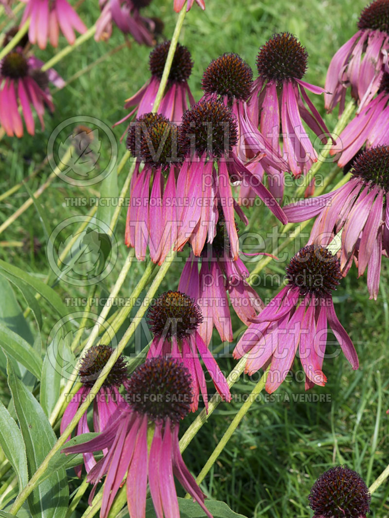 Echinacea Rocket Man (Coneflower) 3 