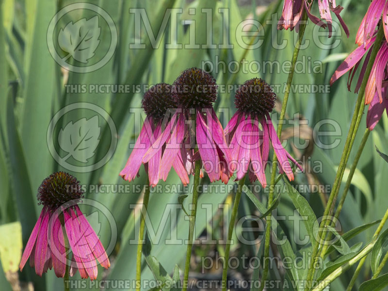 Echinacea Rocket Man (Coneflower) 4 