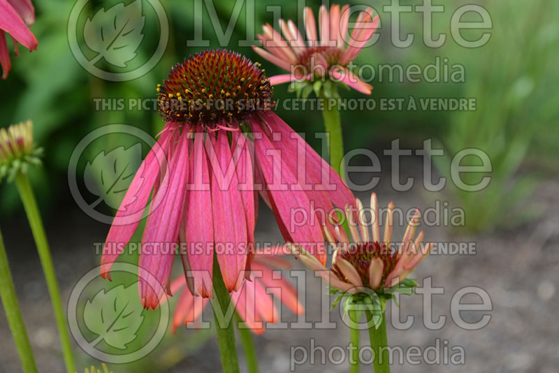 Echinacea Rocket Man (Coneflower) 1 