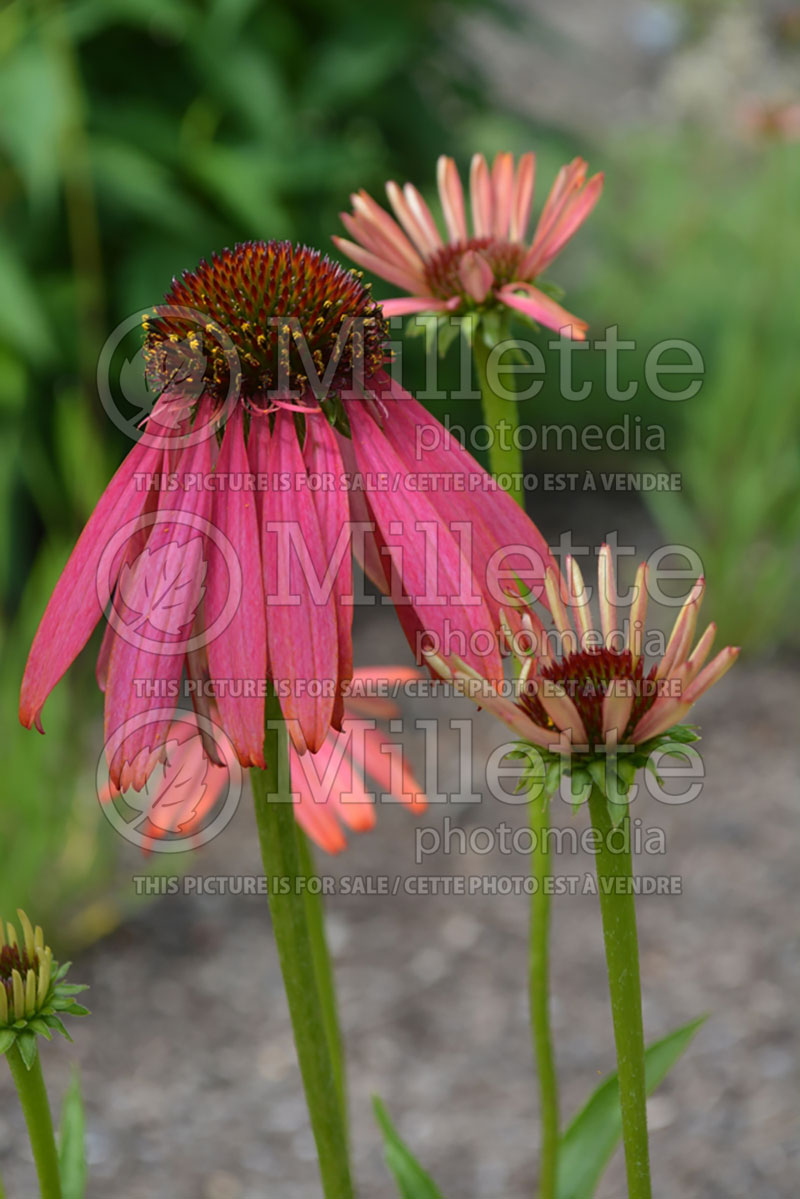 Echinacea Rocket Man (Coneflower) 2 