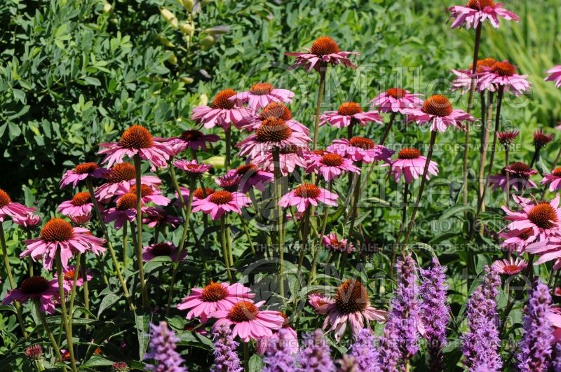 Echinacea Ruby Star or Rubinstern (Coneflower) 3 