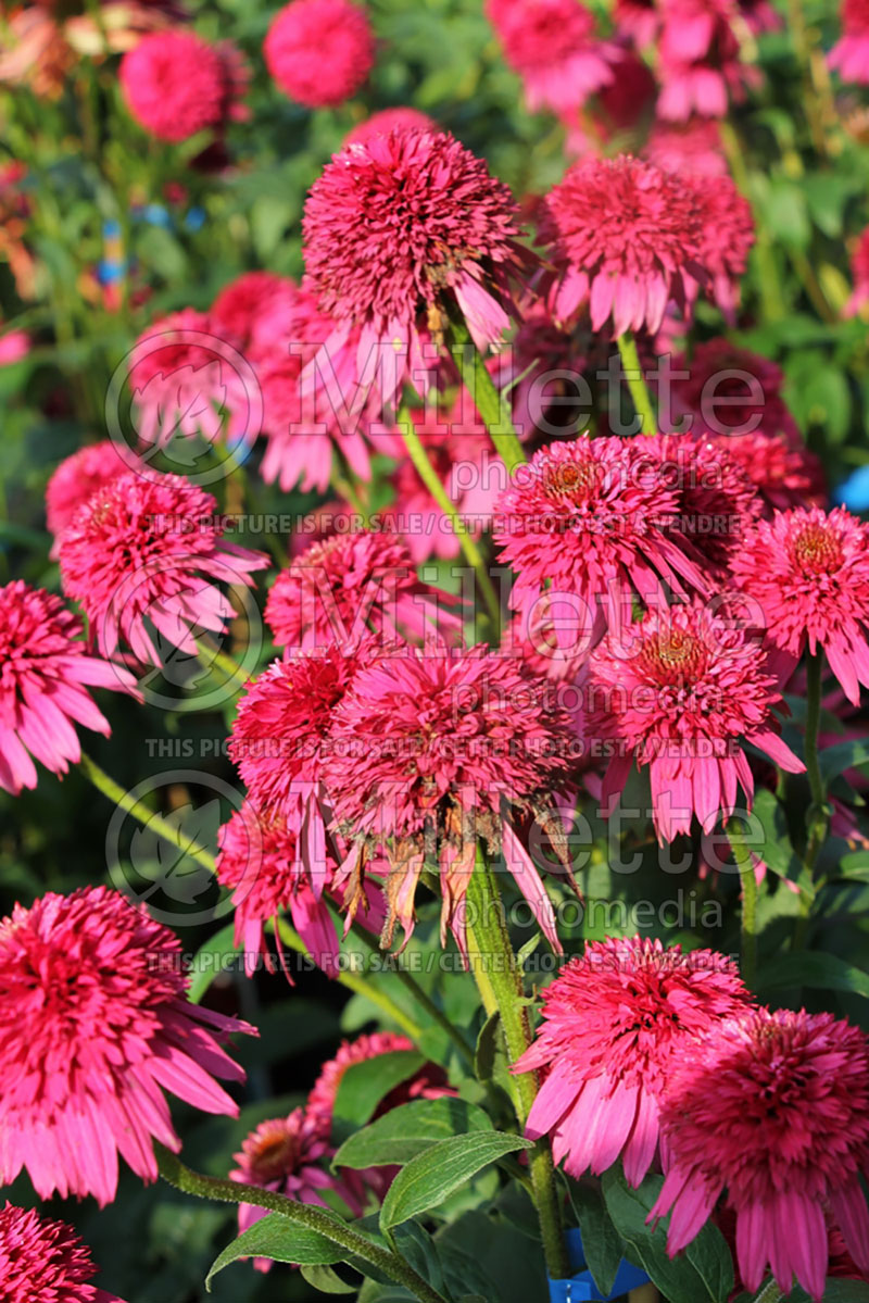 Echinacea Secret Affair (Coneflower) 2 