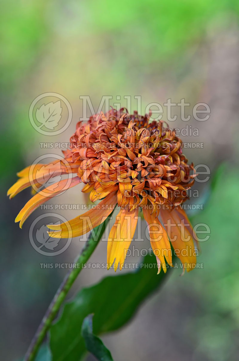 Echinacea Secret Desire (Coneflower) 1