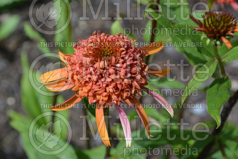 Echinacea Secret Desire (Coneflower) 2