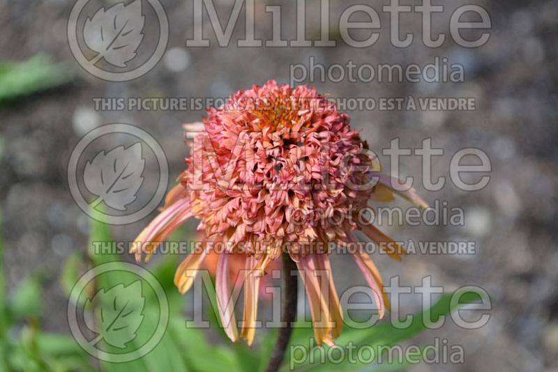 Echinacea Secret Desire (Coneflower) 3