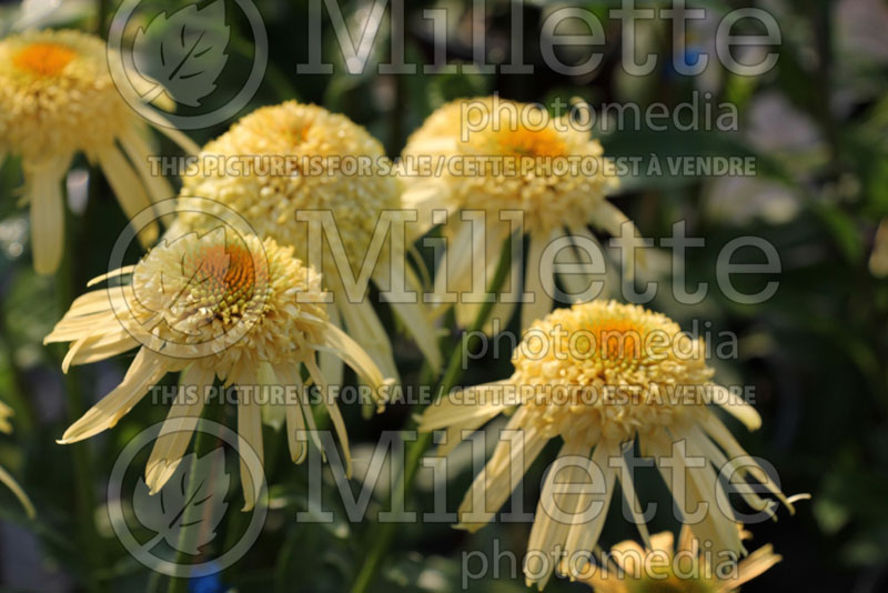 Echinacea Secret Joy (Coneflower) 1 