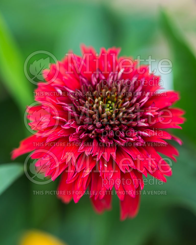 Echinacea Secret Love (Coneflower) 2 