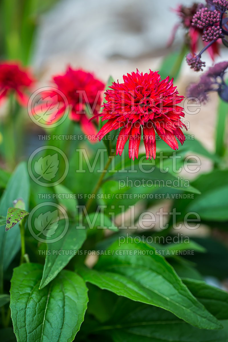 Echinacea Secret Love (Coneflower) 1 