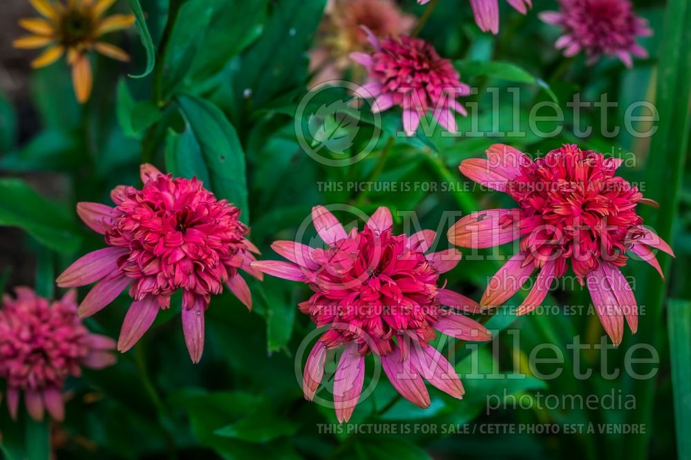 Echinacea Secret Lust (Coneflower) 2