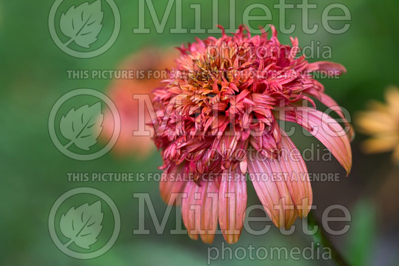 Echinacea Secret Lust (Coneflower) 1