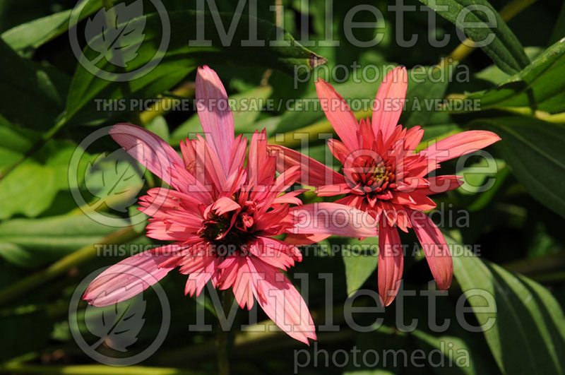 Echinacea Secret Passion (Coneflower) 4 