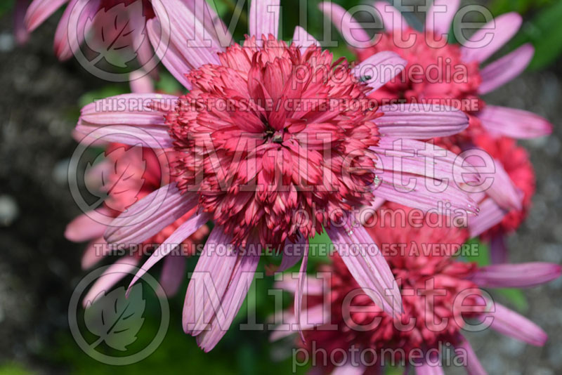 Echinacea Secret Passion (Coneflower) 1 