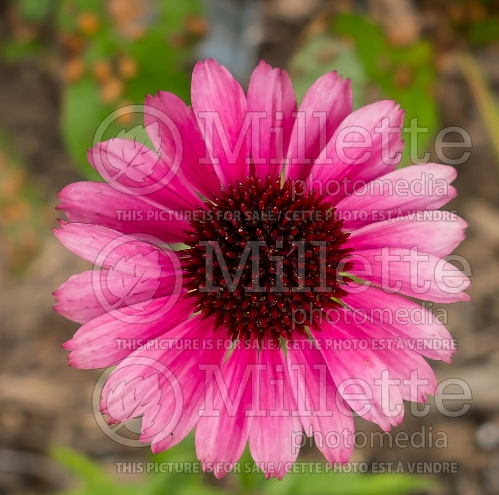 Echinacea Sensation Pink (Coneflower) 1 