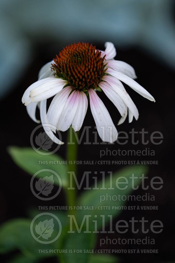 Echinacea Smoothie Raspberry Lychee (Coneflower) 1 