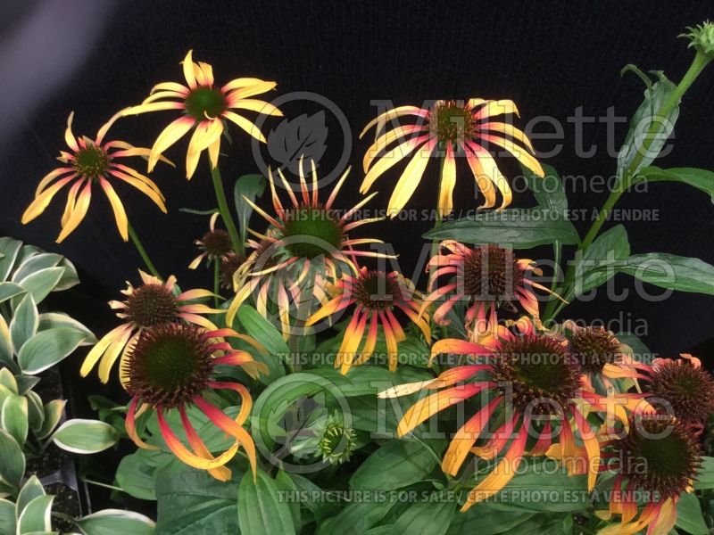 Echinacea Smoothie Strawberry Mango (Coneflower) 1 