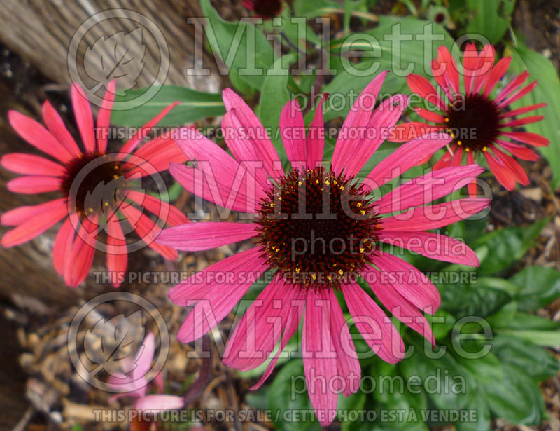 Echinacea Big Sky Solar Flare (Coneflower) 1 