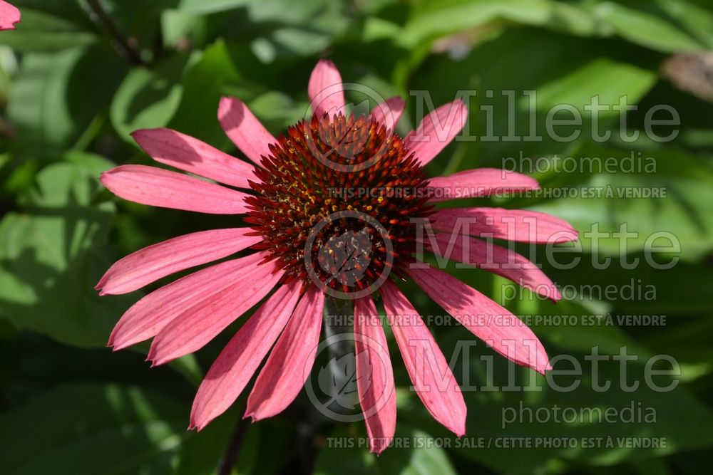 Echinacea Big Sky Solar Flare (Coneflower) 3