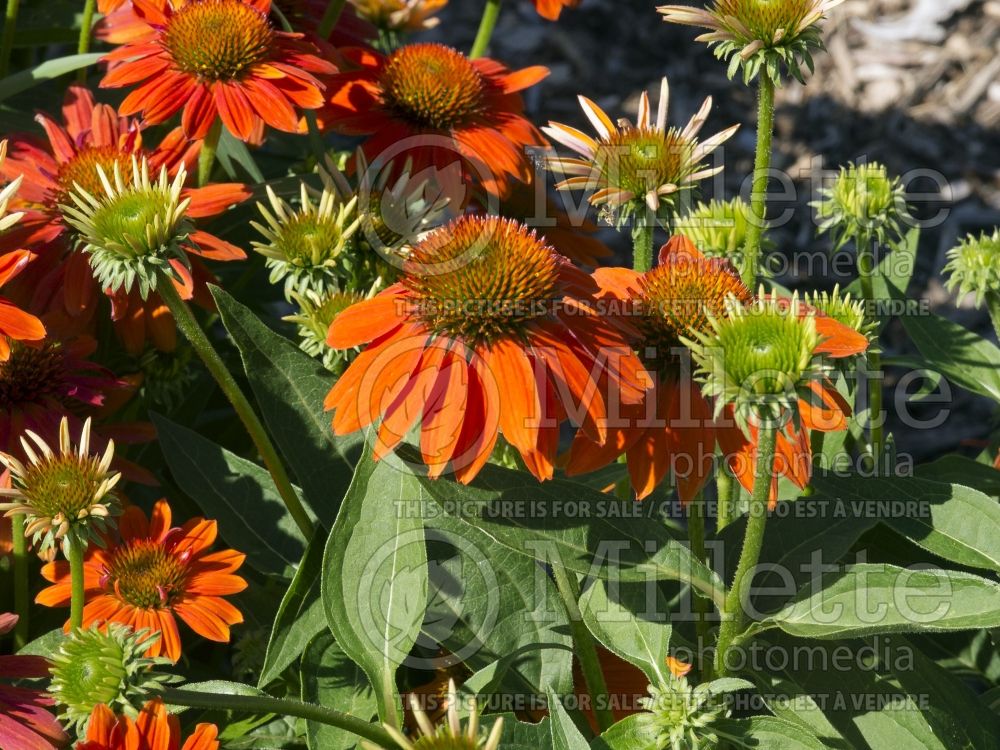 Echinacea Sombrero Adobe Orange (Coneflower) 2