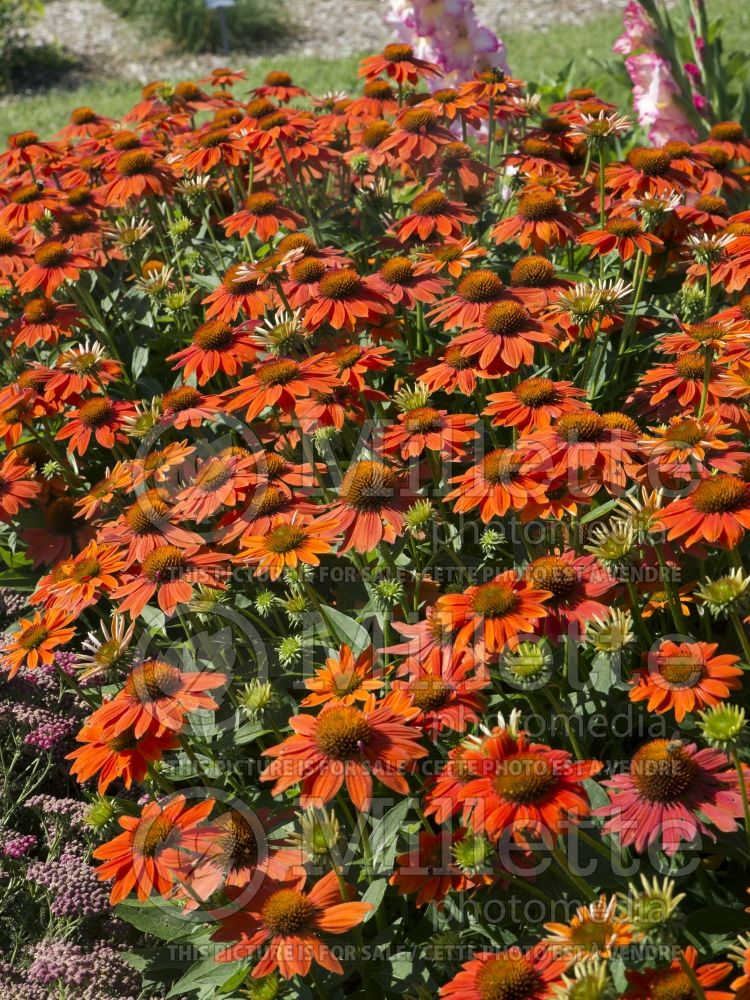 Echinacea Sombrero Adobe Orange (Coneflower) 3