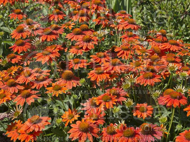 Echinacea Sombrero Adobe Orange (Coneflower) 4