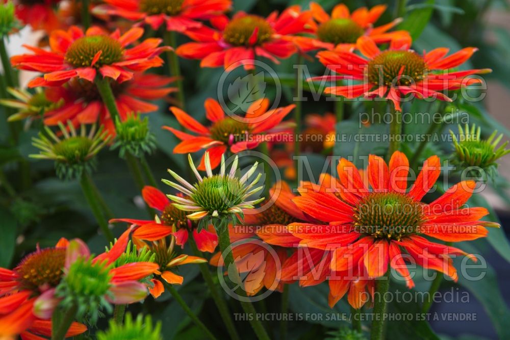 Echinacea Sombrero Adobe Orange (Coneflower) 9