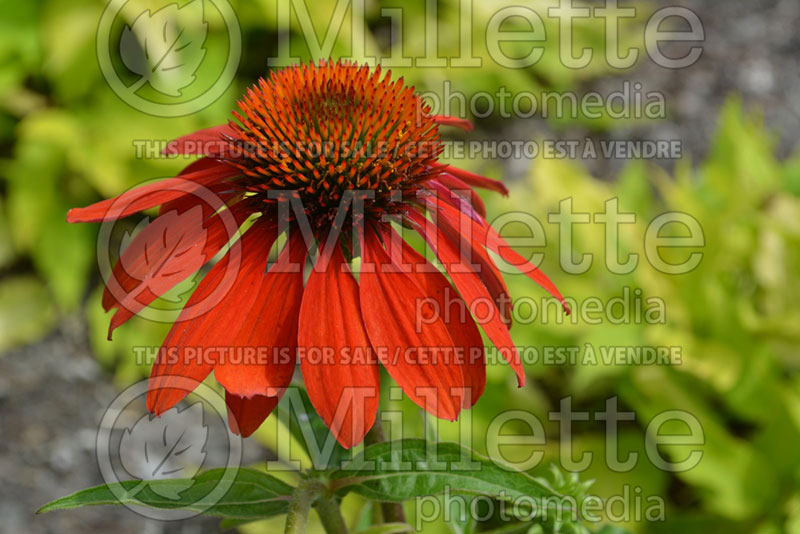 Echinacea Sombrero Adobe Orange (Coneflower) 1