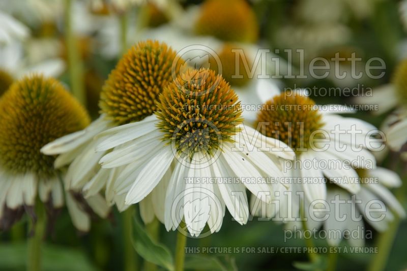 Echinacea Sombrero Blanco aka Balsomblanc (Coneflower) 2 