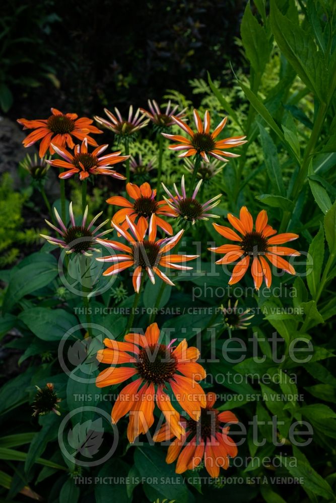 Echinacea Sombrero Hot Coral aka Poco (Coneflower) 5