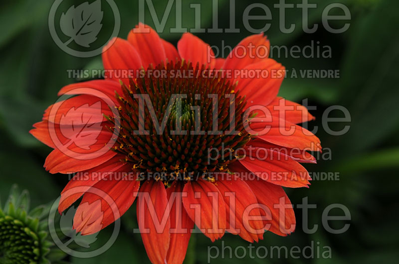 Echinacea Sombrero Hot Coral aka Poco (Coneflower) 3 