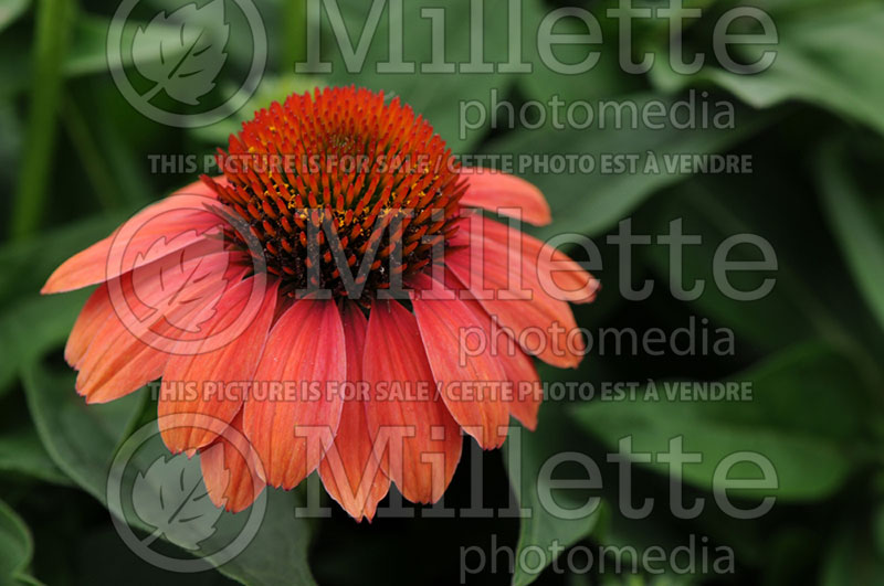 Echinacea Sombrero Hot Coral aka Poco (Coneflower) 2 